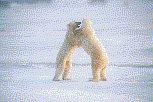 [Polar bears]
